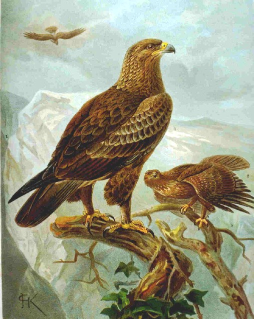 Aquila_pomarina.jpg